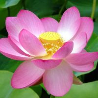 Renew Organic Skin Spa ico