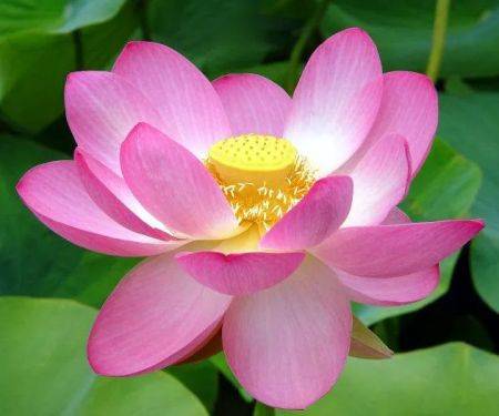 Renew Organic Skin Spa