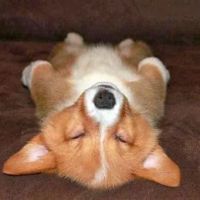 Shanti Skin Studio ico