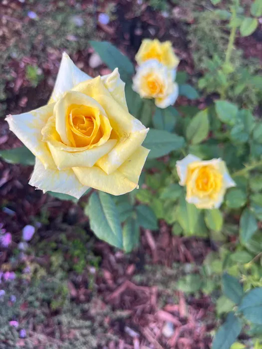 Essentially A&A Picture 5