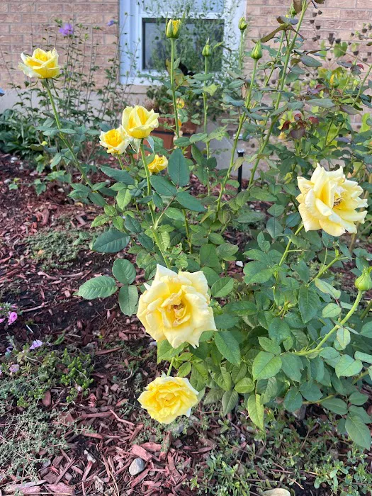 Essentially A&A Picture 6