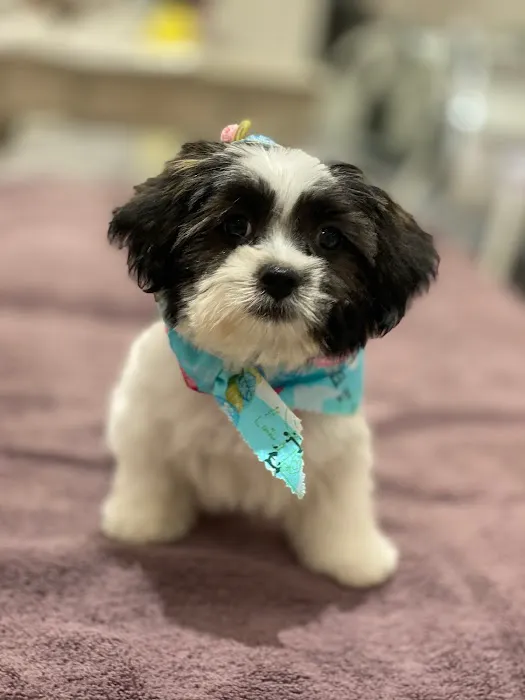 THE K BEAUTY SKIN SPA PARK RIDGE Picture 7