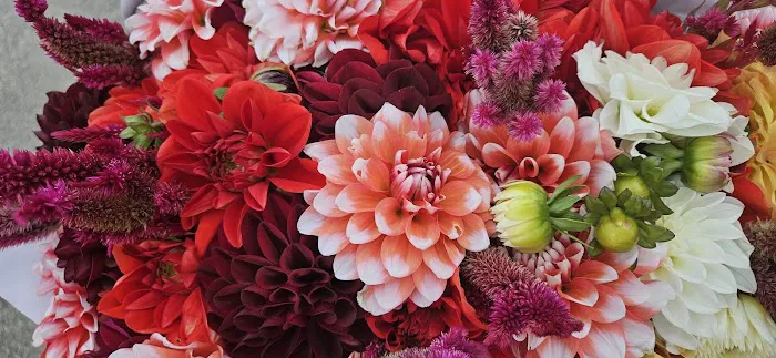 Kim King Beauty Collection Picture 5