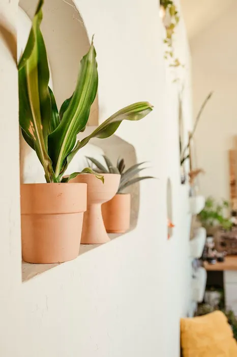 Copper and Sphynx Picture 10