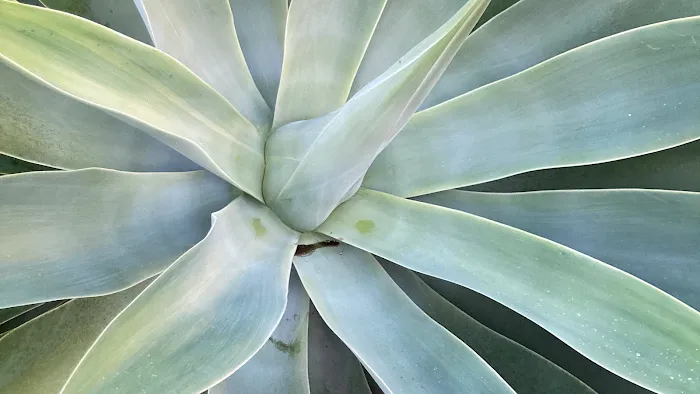 Signal Skin Science Picture 10