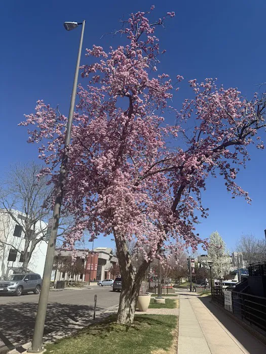 Susie Organic Skin Care LLC Picture 4