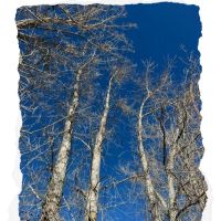 Sasha's Skincare Studio ico