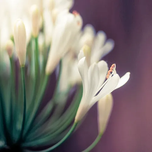 Cosmo Day Spa Picture 6