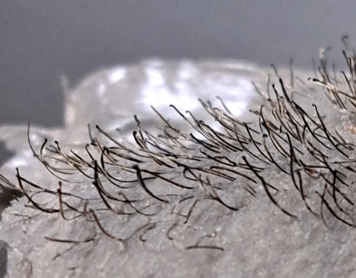 Beannie's Body Therapy & Botanicals Picture 4