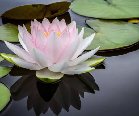 Robin’s Esthetique Facials and Waxing Sorrento Mesa, CA