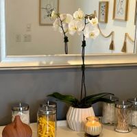 The Glow Beautique ico