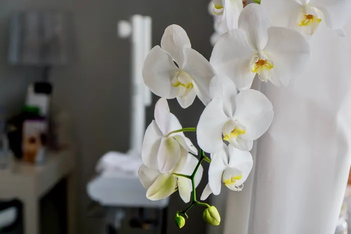 Bracero Aesthetics Beauty Bar Picture 2