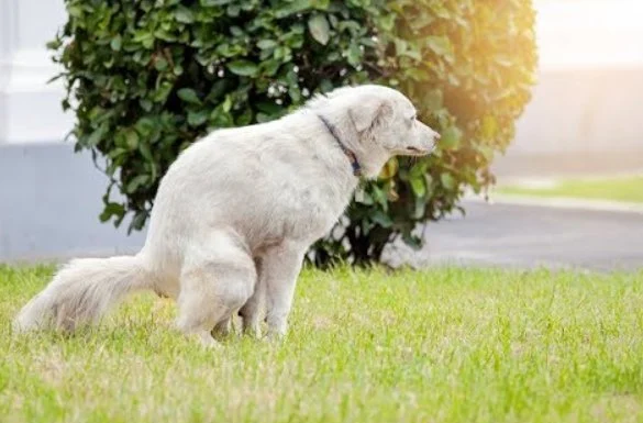 How to Prevent and Treat Pet Constipation with Natural Remedies