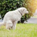 How to Prevent and Treat Pet Constipation with Natural Remedies