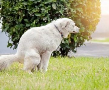 How to Prevent and Treat Pet Constipation with Natural Remedies